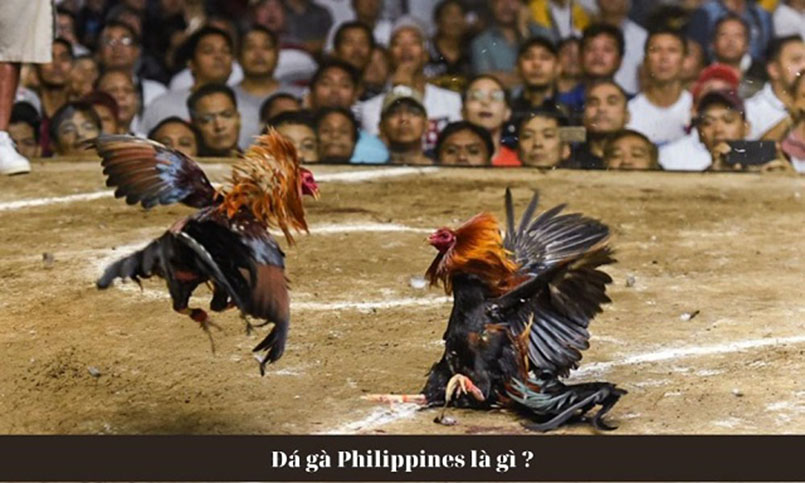 Đá gà Philippines là gì?